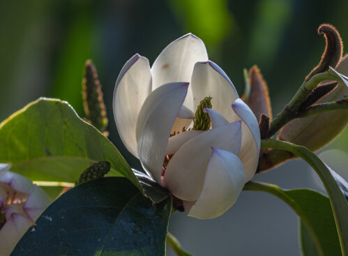 Michelia 'Bubbles'